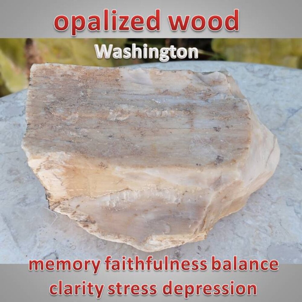 #1 opalized petrified wood raw fossil mineral chunk